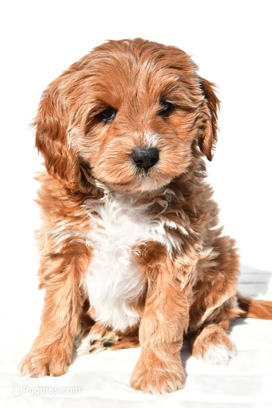 Kara, a female Miniature Goldendoodle for sale in Dundee, OH – 1 of 8