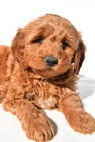 Braxton, a male Miniature Goldendoodle for sale in Dundee, OH – 6 of 10