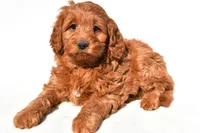 Avery, a female Miniature Goldendoodle for sale in Dundee, OH – 3 of 7