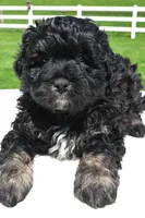 Zachery, a male Miniature Bernedoodle and Miniature Aussiedoodle for sale in Dundee, OH – 6 of 7
