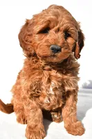 Braxton, a male Miniature Goldendoodle for sale in Dundee, OH – 9 of 10
