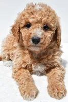 Willow, a female Miniature Goldendoodle for sale in Dundee, OH – Photo 6 of 8