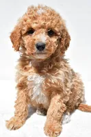 Willow, a female Miniature Goldendoodle for sale in Dundee, OH – Photo 2 of 8