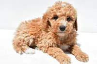 Willow, a female Miniature Goldendoodle for sale in Dundee, OH – Photo 8 of 8