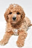 Willow, a female Miniature Goldendoodle for sale in Dundee, OH – Photo 4 of 8
