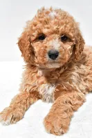 Willow, a female Miniature Goldendoodle for sale in Dundee, OH – Photo 7 of 8