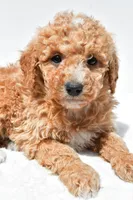 Willow, a female Miniature Goldendoodle for sale in Dundee, OH – Photo 5 of 8
