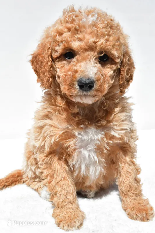 Willow – Miniature Goldendoodle puppy for sale in Dundee, OH