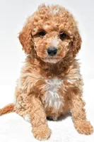 Willow, a female Miniature Goldendoodle for sale in Dundee, OH – Photo 1 of 8