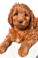 Avery, a female Miniature Goldendoodle for sale in Dundee, OH – 7 of 7