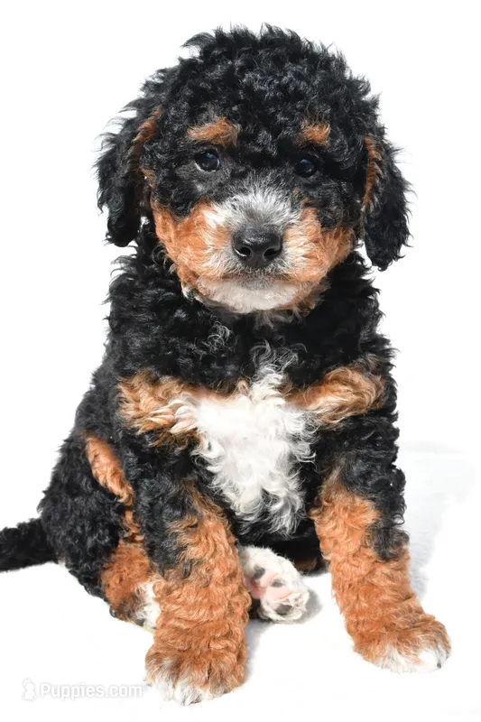 Nick – Miniature Bernedoodle puppy for sale in Dundee, OH