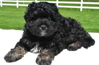 Zachery, a male Miniature Bernedoodle and Miniature Aussiedoodle for sale in Dundee, OH – 3 of 7