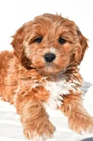 Kara, a female Miniature Goldendoodle for sale in Dundee, OH – 4 of 8