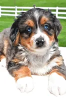 Lilly, a female Miniature Bernedoodle and Miniature Aussiedoodle for sale in Dundee, OH – 4 of 8