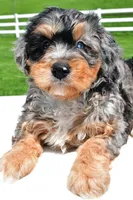 Brianna, a female Miniature Bernedoodle and Miniature Aussiedoodle for sale in Dundee, OH – 7 of 7