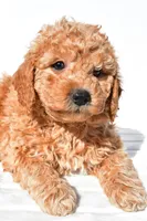 Alice, a female Miniature Goldendoodle for sale in Dundee, OH – 7 of 8