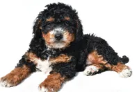 Nick, a male Miniature Bernedoodle for sale in Dundee, OH – 4 of 5