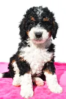 Ashley, a female Miniature Bernedoodle for sale in Dundee, OH – 2 of 5