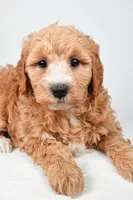 Maria, a female Miniature Goldendoodle for sale in Dundee, OH – 7 of 8