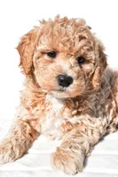 Bella, a female Miniature Goldendoodle for sale in Dundee, OH – 4 of 8