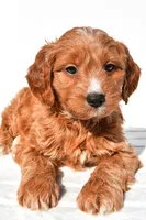 Conner, a male Miniature Goldendoodle for sale in Dundee, OH – 6 of 7