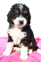 Ashley, a female Miniature Bernedoodle for sale in Dundee, OH – 1 of 5
