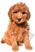 Miley, a female Miniature Goldendoodle for sale in Dundee, OH – 2 of 9