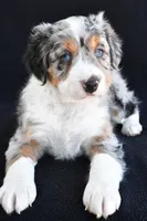 Austin, a male Miniature Bernedoodle and Miniature Aussiedoodle for sale in Dundee, OH – 8 of 9