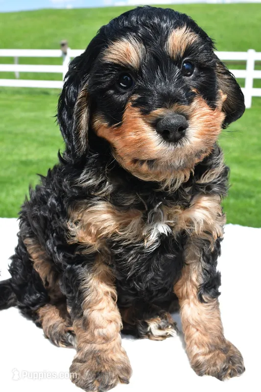 River – Miniature Bernedoodle, Miniature Aussiedoodle puppy for sale in Dundee, OH