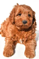 Avery, a female Miniature Goldendoodle for sale in Dundee, OH – 6 of 7