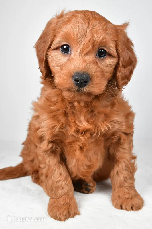 Colton – Miniature Goldendoodle puppy for sale in Dundee, OH