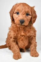 Colton, a male Miniature Goldendoodle for sale in Dundee, OH – 1 of 8