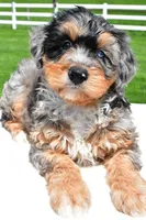 Brianna, a female Miniature Bernedoodle and Miniature Aussiedoodle for sale in Dundee, OH – 3 of 7