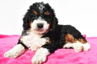 Ashley, a female Miniature Bernedoodle for sale in Dundee, OH – 4 of 5