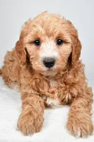 Maria, a female Miniature Goldendoodle for sale in Dundee, OH – 6 of 8