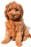 Rosie, a female Miniature Goldendoodle for sale in Dundee, OH – 2 of 8
