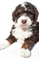 Derrick, a male Miniature Bernedoodle for sale in Dundee, OH – 5 of 5