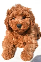 Rosie, a female Miniature Goldendoodle for sale in Dundee, OH – 4 of 8
