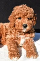 Sophia, a female Miniature Goldendoodle for sale in Dundee, OH – 5 of 8