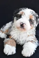 Caroline, a female Miniature Bernedoodle and Miniature Aussiedoodle for sale in Dundee, OH – 4 of 8