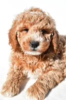 Justin, a male Miniature Goldendoodle for sale in Dundee, OH – 7 of 8