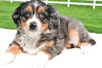 Lilly, a female Miniature Bernedoodle and Miniature Aussiedoodle for sale in Dundee, OH – 3 of 8