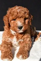 Jake, a male Miniature Goldendoodle for sale in Dundee, OH – 5 of 8