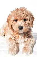 Bella, a female Miniature Goldendoodle for sale in Dundee, OH – 7 of 8