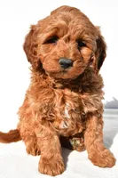 Braxton, a male Miniature Goldendoodle for sale in Dundee, OH – 8 of 10