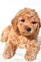 Alice, a female Miniature Goldendoodle for sale in Dundee, OH – 2 of 8