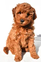 Layla, a female Miniature Goldendoodle for sale in Dundee, OH – 2 of 8