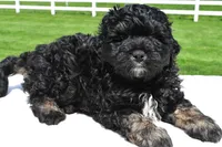 Zachery, a male Miniature Bernedoodle and Miniature Aussiedoodle for sale in Dundee, OH – 5 of 7