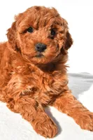 Layla, a female Miniature Goldendoodle for sale in Dundee, OH – 6 of 8