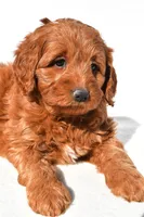 Avery, a female Miniature Goldendoodle for sale in Dundee, OH – 5 of 7